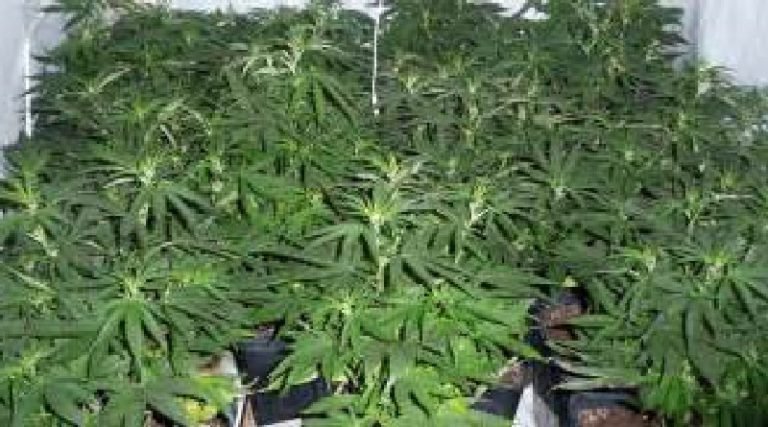 Cannabis, marijuana could cure Alzheimer’s?