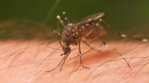 Zika