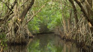 Everglades