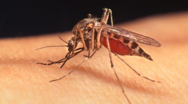 mosquito season