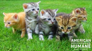 Adopt-a-Cat